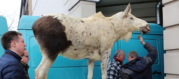 Лось с необычной пигментацией Лось с необычной пигментацией - Sputnik Lietuva