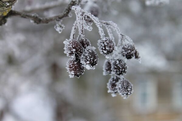 В Тракае была сделана фотография Замерзшая весна - Sputnik Литва