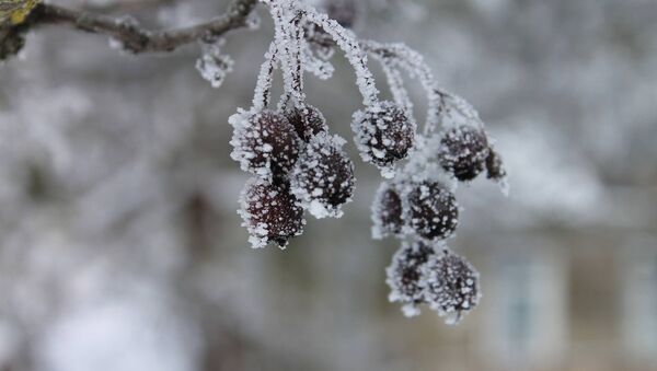 В Тракае была сделана фотография Замерзшая весна - Sputnik Lietuva