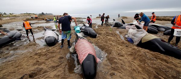 Дельфины - Sputnik Литва