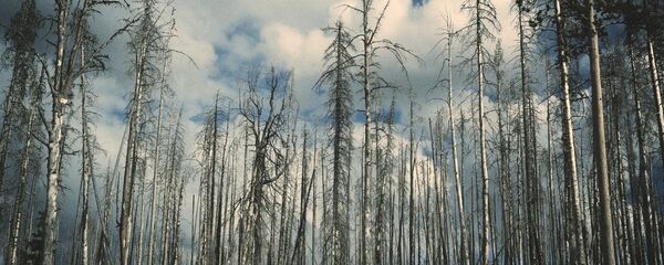 Лес после пожара Лес после пожара - Sputnik Lietuva