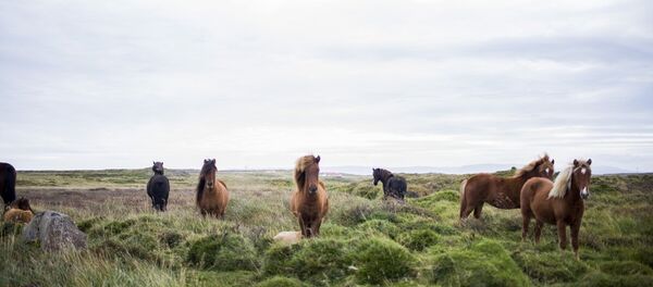 Лошади в полях Лошади в полях - Sputnik Lietuva