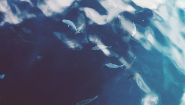 Рыбки под водой, архивное фото - Sputnik Литва