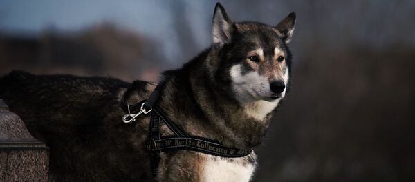 Тяговая собака Тяговая собака - Sputnik Lietuva