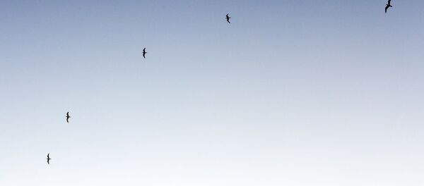 Птицы в небе Птицы в небе - Sputnik Литва