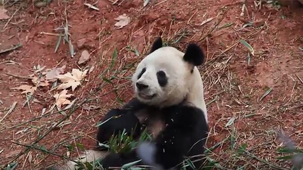Самец большой панды по кличке Коби Самец большой панды по кличке Коби - Sputnik Литва