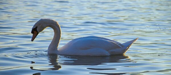 Лебедь в воде Лебедь в воде - Sputnik Lietuva