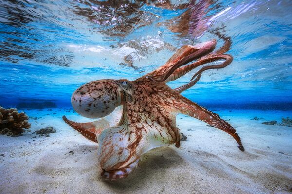 Фотография французского фотографа Gabriel Barathieu Dancing Octopus, победитель конкурса Underwater Photographer of the Year 2017 - Sputnik Литва