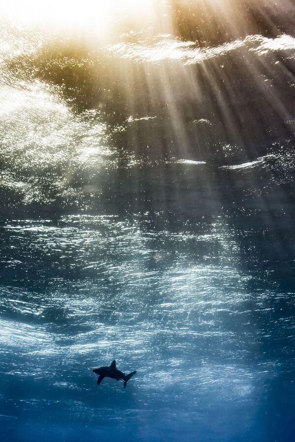 Фотография аргентинского фотографа Horacio Martinez Oceanic in the Sky, победитель Up and coming Underwater Photographer of the Year, 2017 - Sputnik Литва