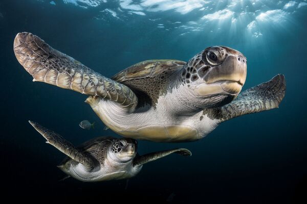 Фотография французского фотографа Greg Lecoeur Green Turtles in the rays, отмеченная в категории Portrait конкурса Underwater Photographer of the Year 2017 - Sputnik Литва