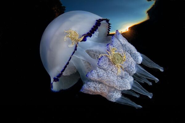 Фотография итальянского фотографа Pasquale Vassallo Views at dawn, получившая высокую оценку жюри в категории Behaviour конкурса Underwater Photographer of the Year 2017 - Sputnik Литва