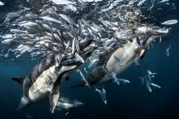 Фотография французского фотографа Greg Lecoeur Dolphins hunting, получившая высокую оценку жюри в категории Behaviour конкурса Underwater Photographer of the Year 2017 - Sputnik Литва
