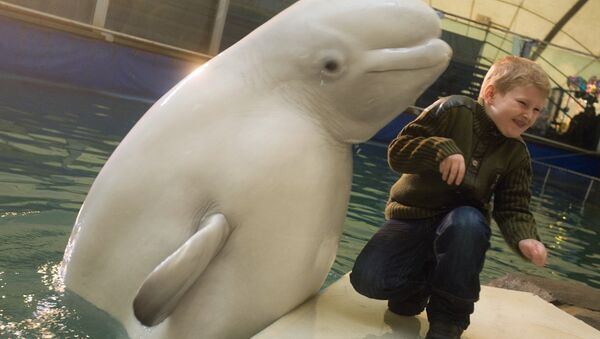 Выступление белых китов в дельфинарии Московского зоопарка - Sputnik Литва