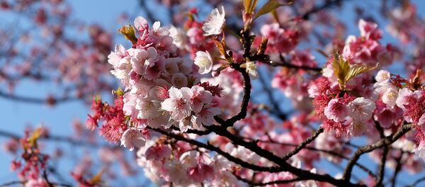 Распустившееся цветы сакуры - Sputnik Литва