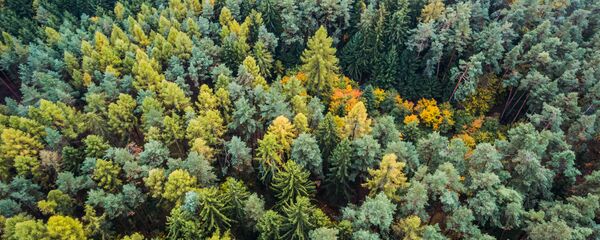 Лес - Sputnik Литва