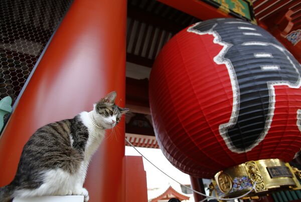 Кот на входе в японский храм в районе Асакуса - Sputnik Lietuva