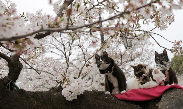 Коты под цветущей сакурой в одном из парков Токио - Sputnik Lietuva