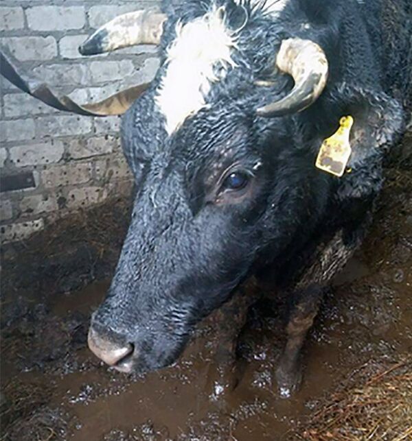 Корова - Sputnik Литва