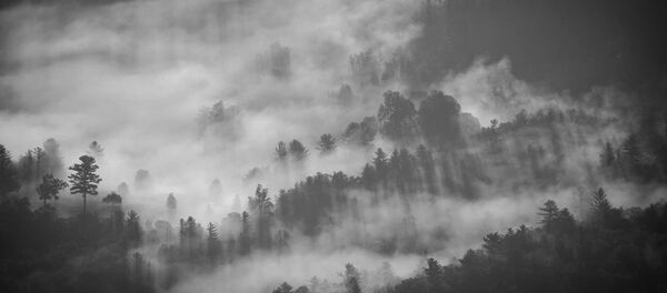 Деревья в тумане Деревья в тумане - Sputnik Lietuva