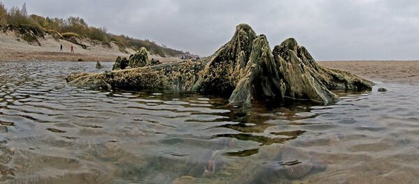 Берег Балтийского моря - Sputnik Литва