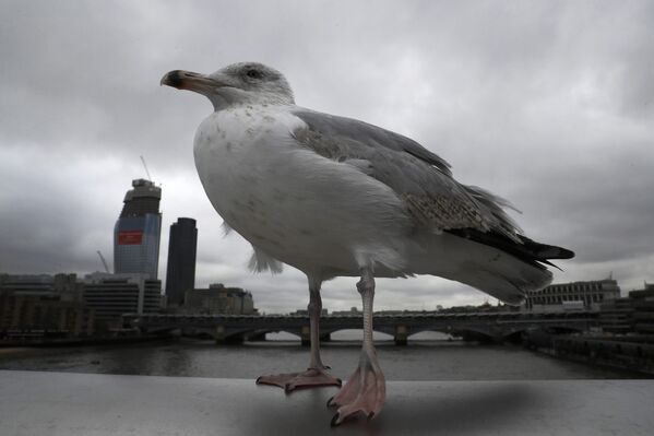 Чайка сидит на мосту Миллениум в Лондоне - Sputnik Lietuva