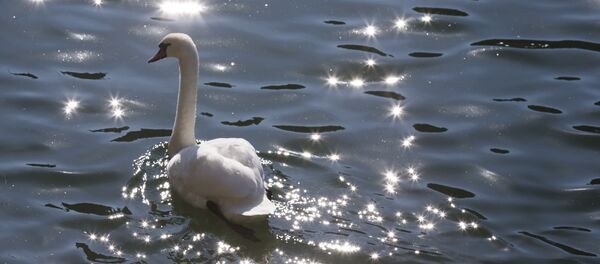 Лебедь Лебедь - Sputnik Lietuva