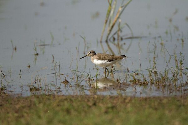 Черныш - Sputnik Литва