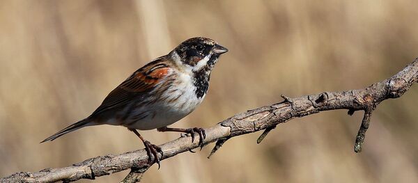 Тростниковая овсянка - Sputnik Литва