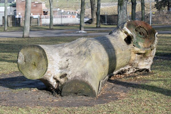 Ствол дерева, спиленного на горе Гедиминаса - Sputnik Литва