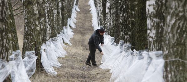 Заготовка березового сока - Sputnik Литва