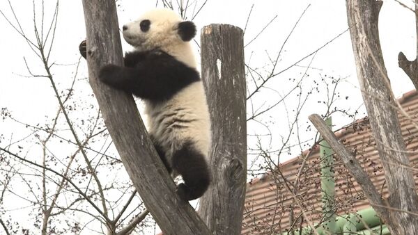 Панды в венском зоопарке - Sputnik Lietuva