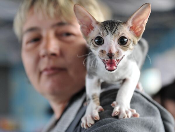 Ориентальная короткошерстная кошка со своей хозяйкой на выставке в Бишкеке, Кыргызстан - Sputnik Литва