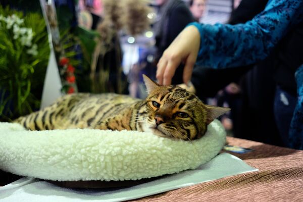 Посетители собачьей выставки гладят бенгальского кота, Нью-Йорк, США - Sputnik Lietuva