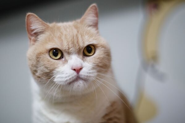 Британский короткошерстный кот в своей доме в Гон-Гонке - Sputnik Литва