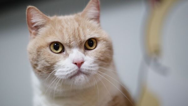Британский короткошерстный кот в своей доме в Гон-Гонке - Sputnik Lietuva