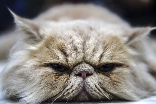 Персидская кошка на выставке в Стамбуле, Турция - Sputnik Литва