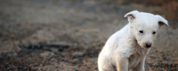 Грустный щенок - Sputnik Литва