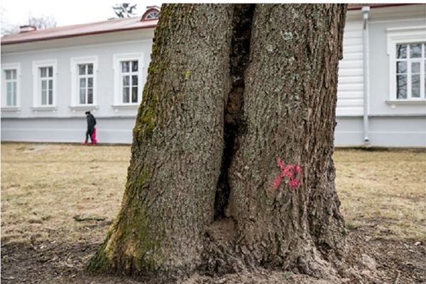 Помеченное к уничтожению дерево в парке Сапегов в Вильнюсе - Sputnik Литва