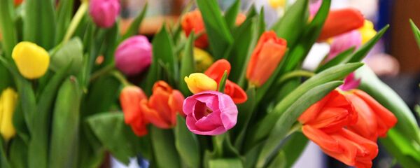 Тюльпаны Тюльпаны - Sputnik Lietuva