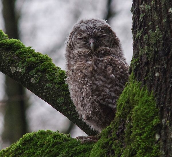 Домашняя сова в парке Вингис в Вильнюсе Домашняя сова в парке Вингис в Вильнюсе - Sputnik Литва