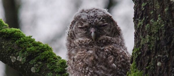 Домашняя сова в парке Вингис в Вильнюсе - Sputnik Lietuva