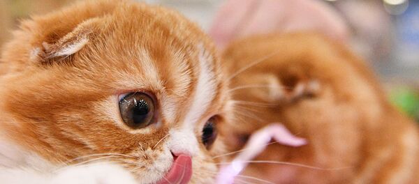 Выставка Кэтсбург 2017 Выставка Кэтсбург 2017 - Sputnik Lietuva