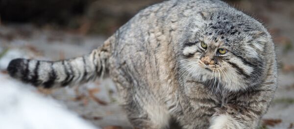Международный день кошек в Московском зоопарке Международный день кошек в Московском зоопарке - Sputnik Lietuva
