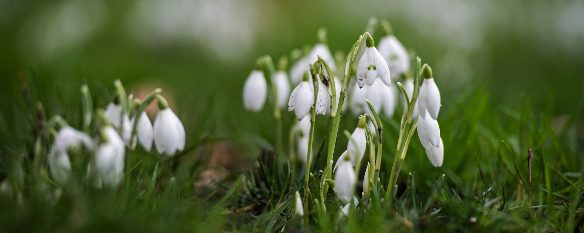 Подснежники - Sputnik Литва, 1920, 17.04.2023