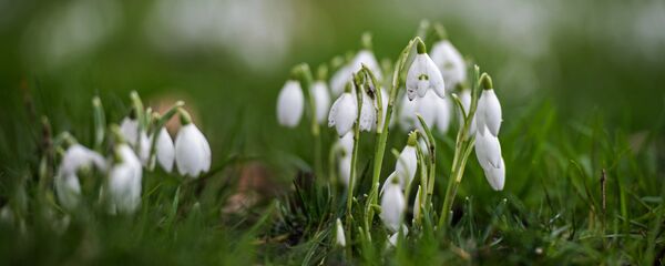 Подснежники - Sputnik Lietuva