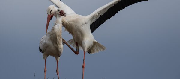 Аисты Аисты - Sputnik Литва