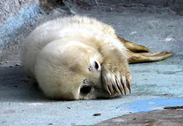 Прибавление в семействе серых тюленей калининградского зоопарка - Sputnik Литва