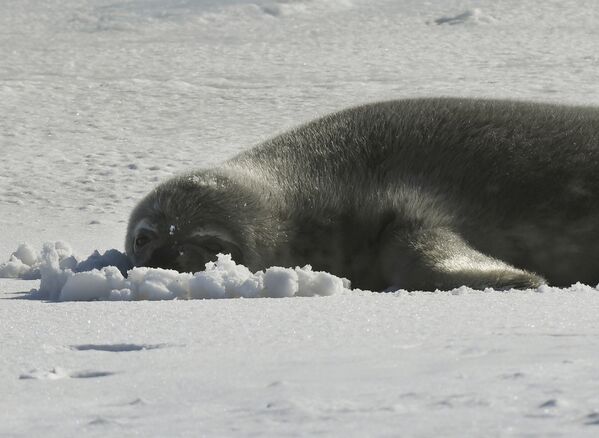 Белек лежит на на замерзшем море Росса в Антарктиде - Sputnik Lietuva