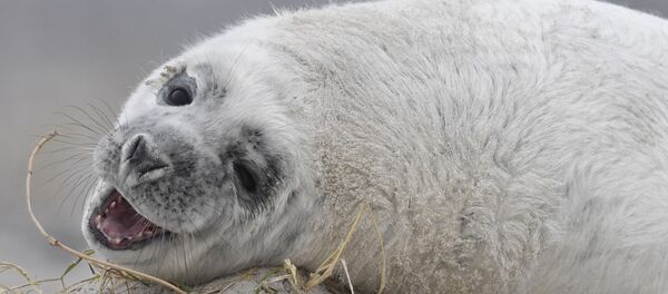 Серый белек играет с сухой травой на пляже северного острова Гельголанд, Германия - Sputnik Lietuva