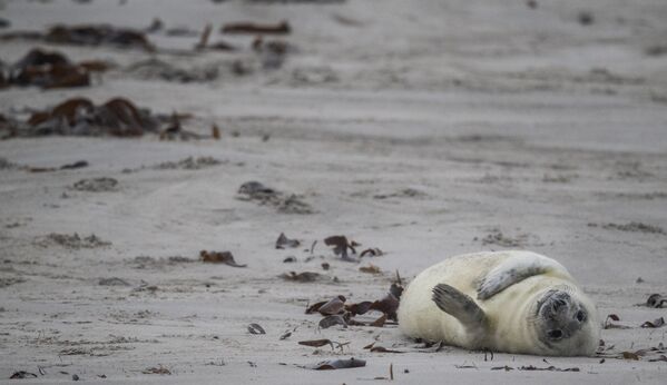 Белек лежит на спине на пляже на северном острове Гельголанд, Германия - Sputnik Литва